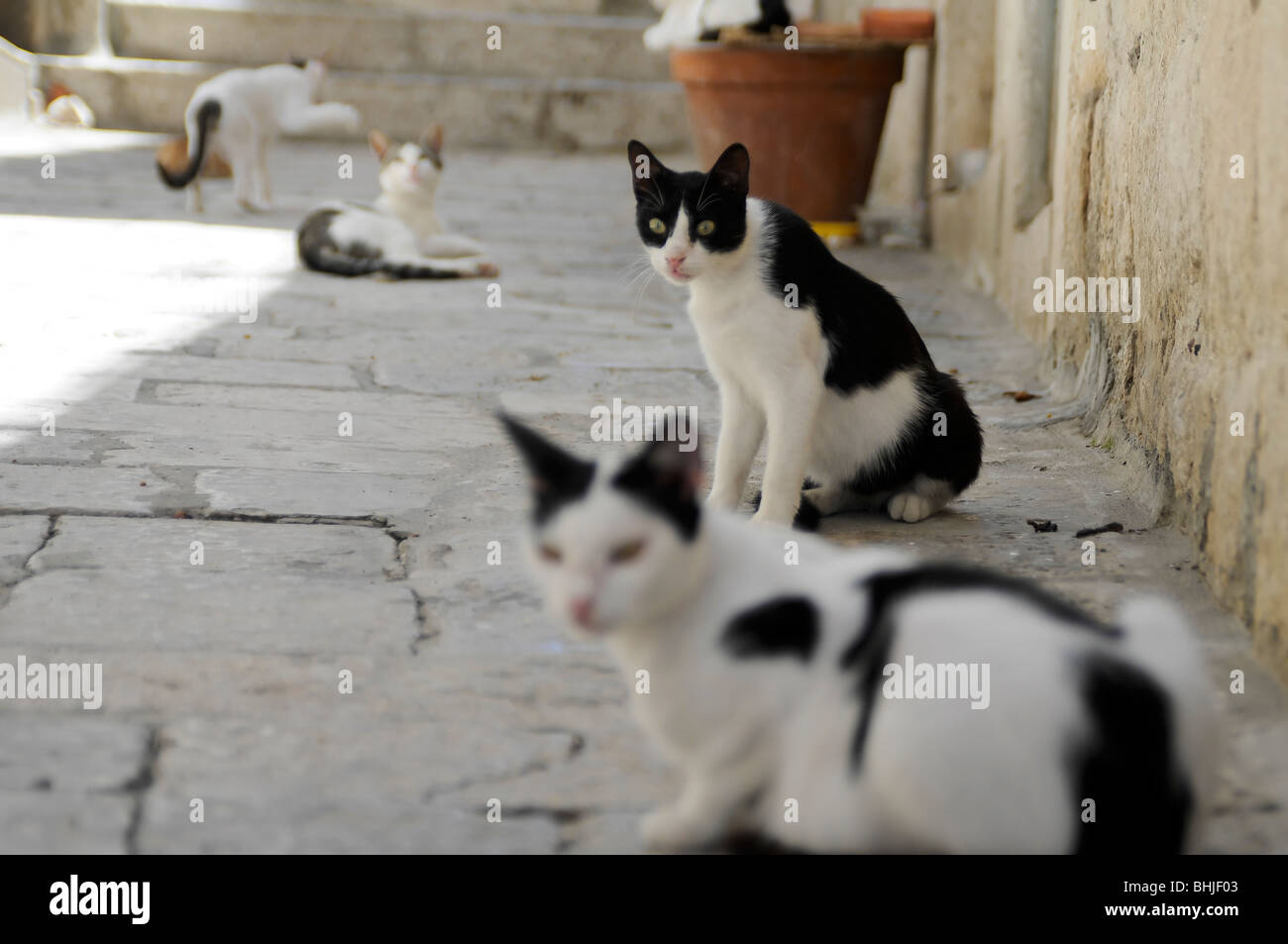 Cats in a street of Korčula (Croatia) Stock Photo