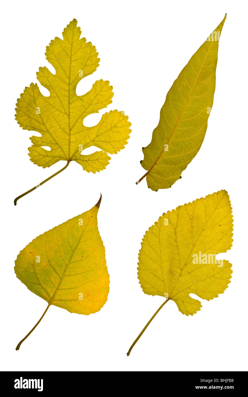 Autumn leaves isolated on white background Stock Photo