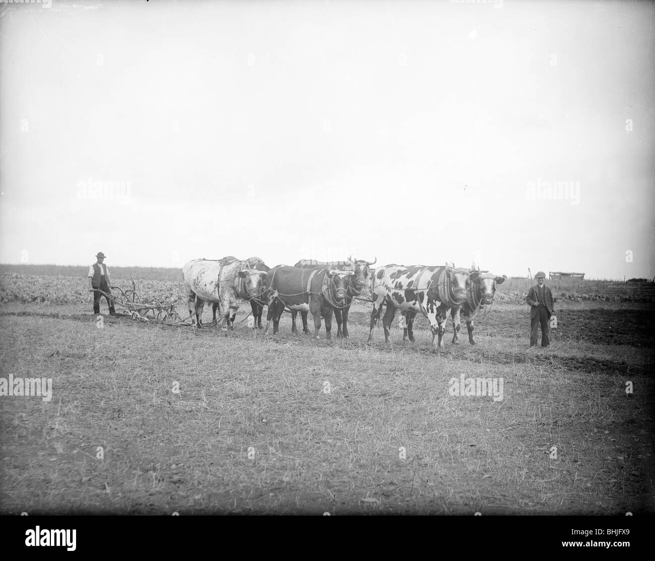 Farm labourers and oxen ready to plough a field, near Lechlade, Gloucestershire, c1860-c1922. Artist: Henry Taunt Stock Photo
