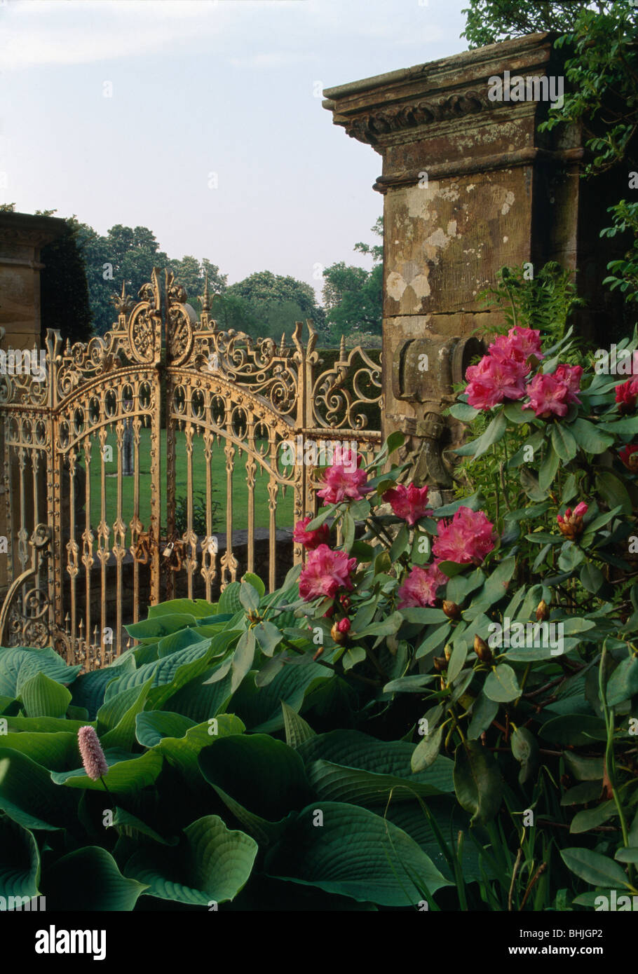 Red rhododendron and hosta growing beside large ornate wrought
