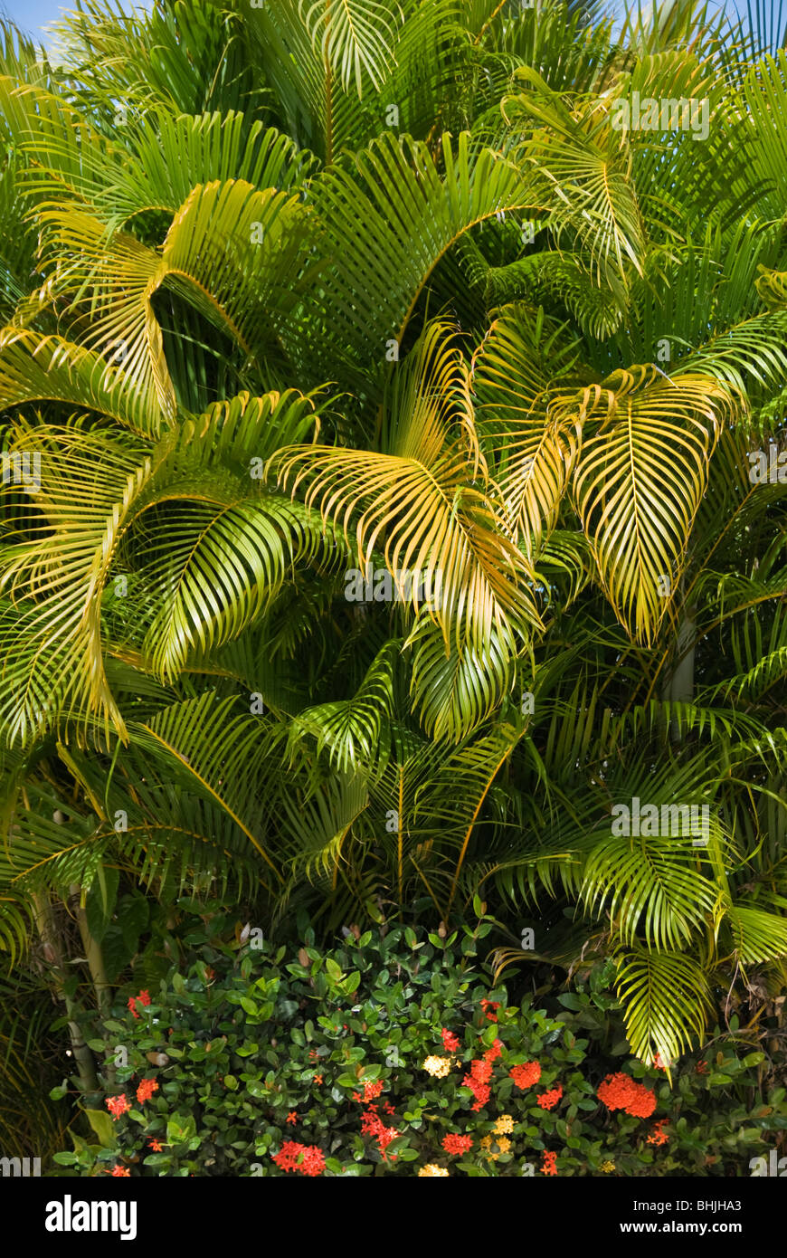 Plant patterns Stock Photo Alamy