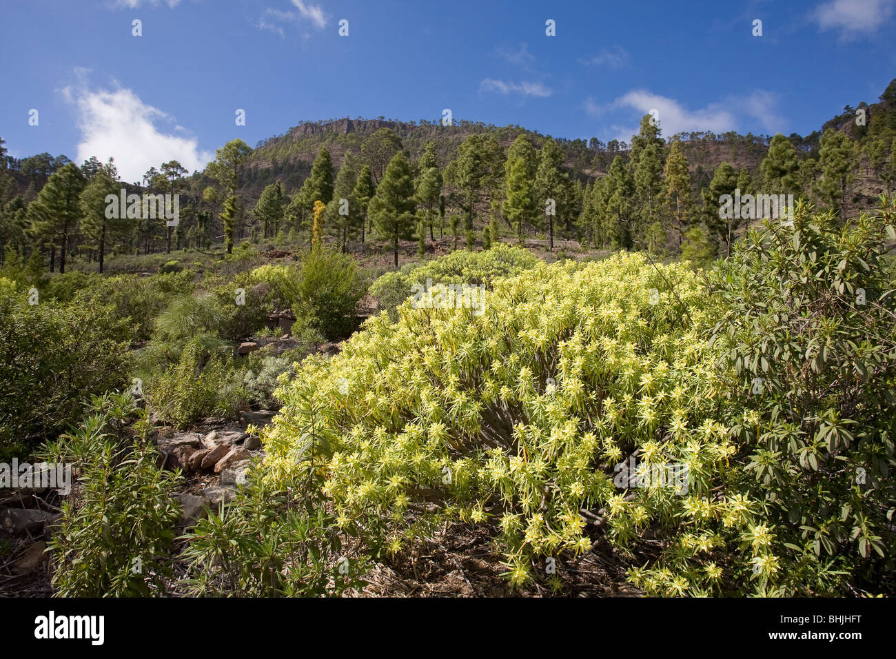 The Inagua forest reserve in the Cumbres or highlands of Gran Canaria. A remote and isolated area that is highly  inaccessible. Stock Photo