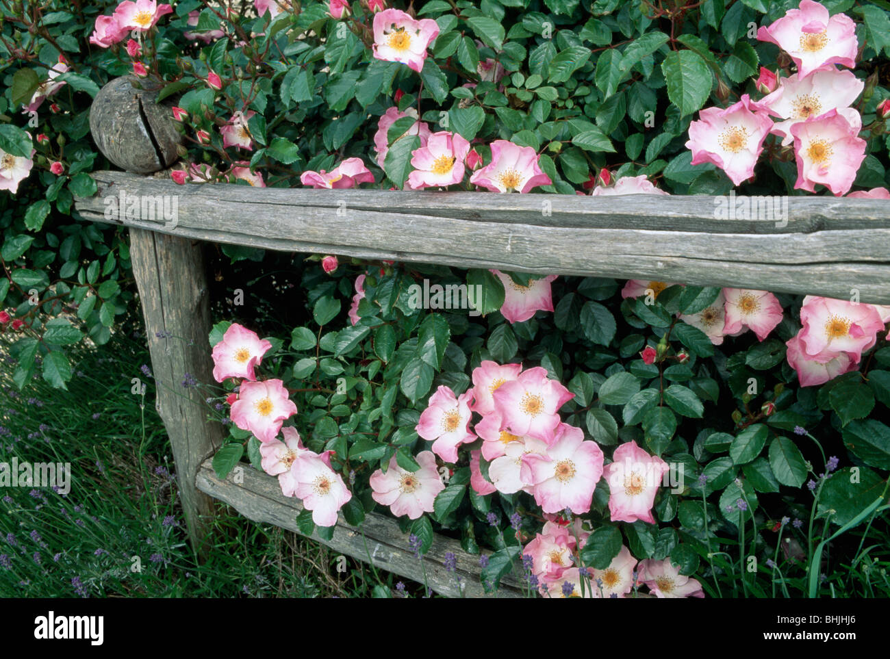 Close up of bush of single pink roses on a rustic wooden fence Stock ...