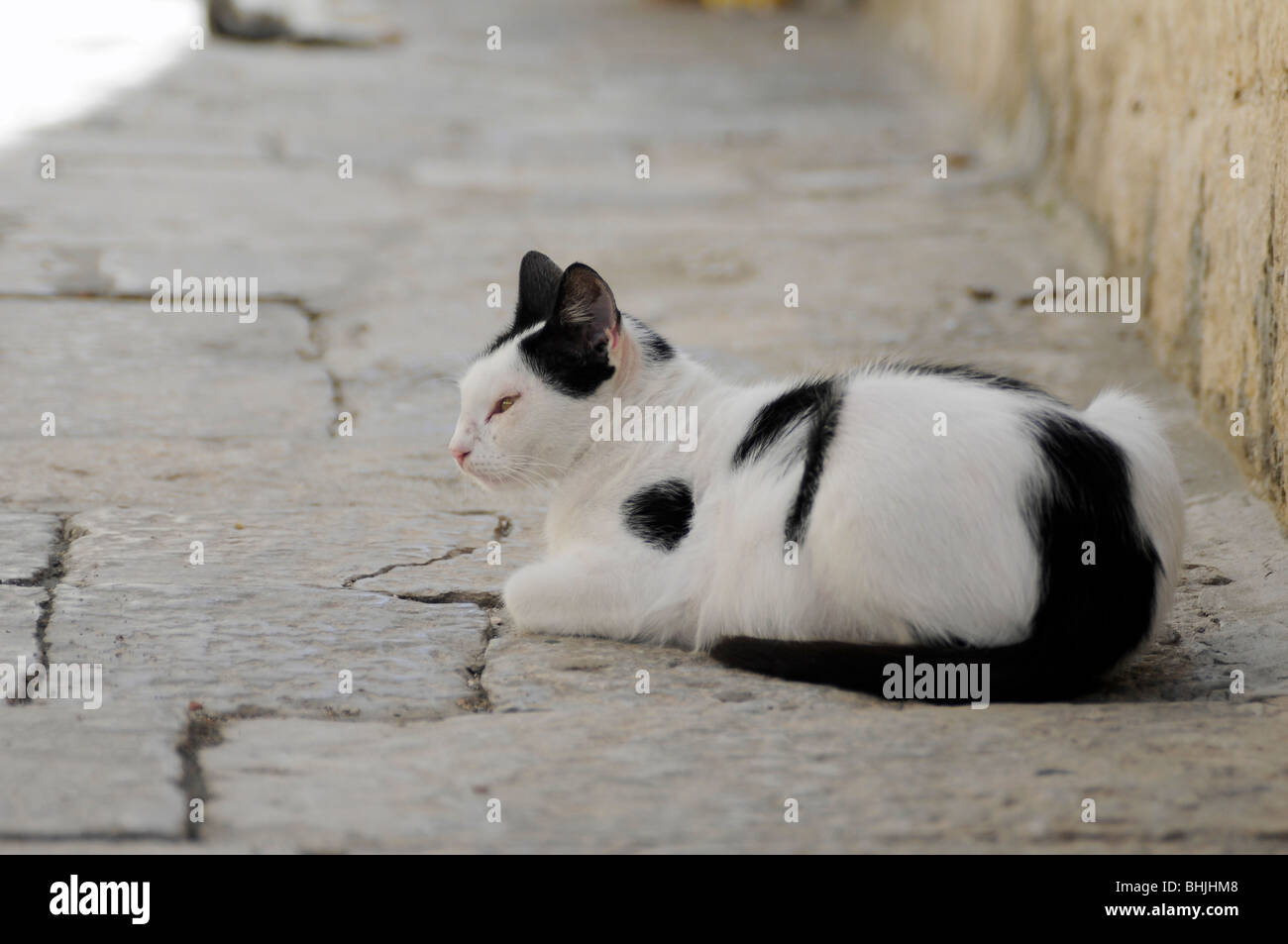 Cat in a street of Korčula (Croatia) Stock Photo