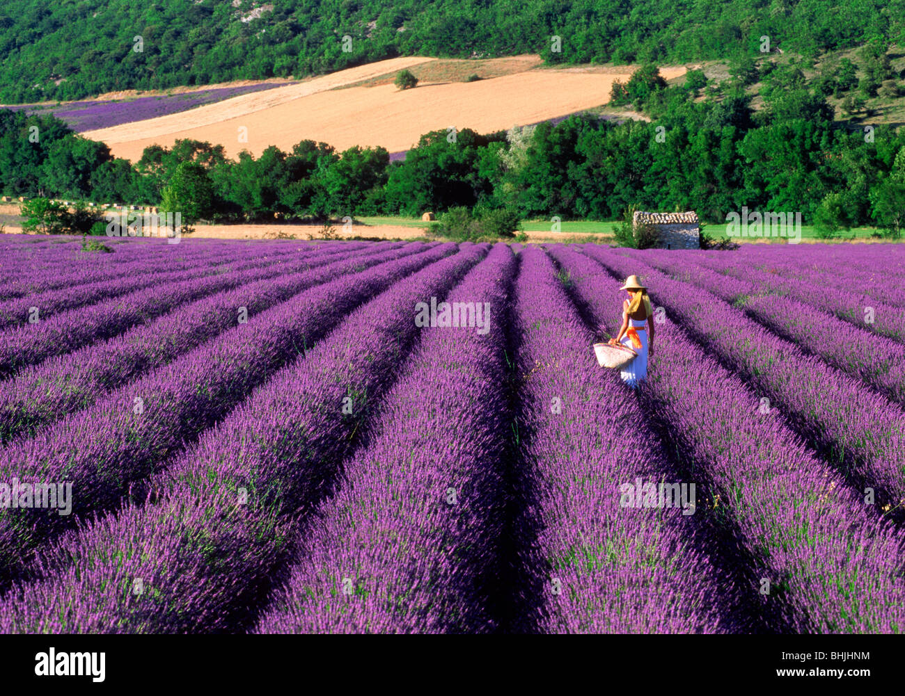 Lady in white dress and hat in field of lavender with basket in Provence Stock Photo