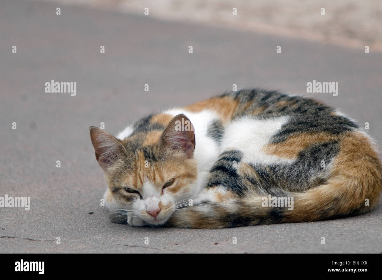 Cat sleeping in the street Stock Photo