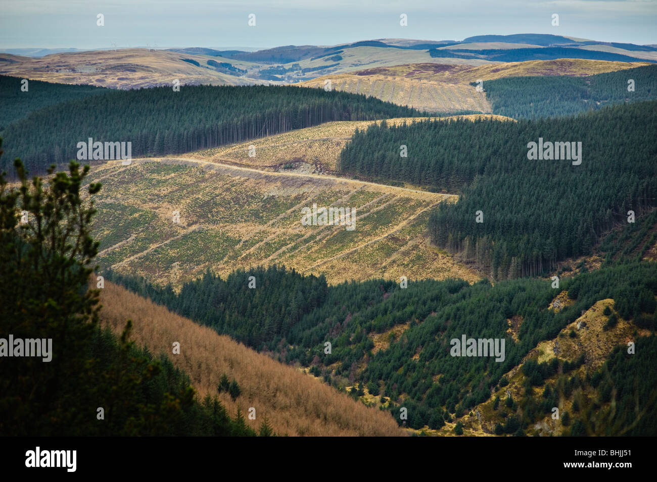 a group of Forestry Commission pine trees new plantations and clear felled land, Ceredigion Wales UK Stock Photo