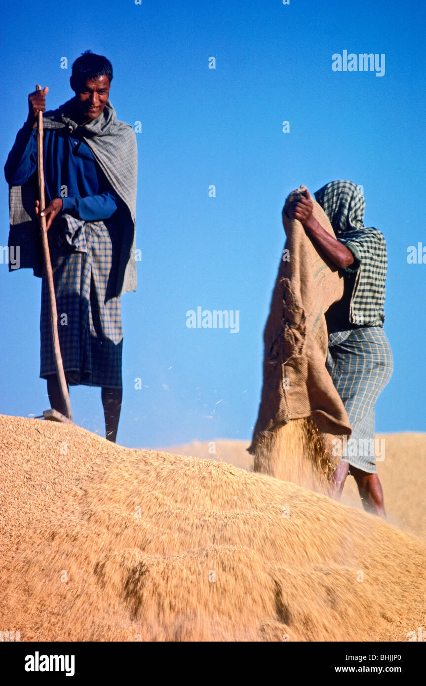 Farmers dumping collected sacks of rice onto huge mounds in Burma Stock ...
