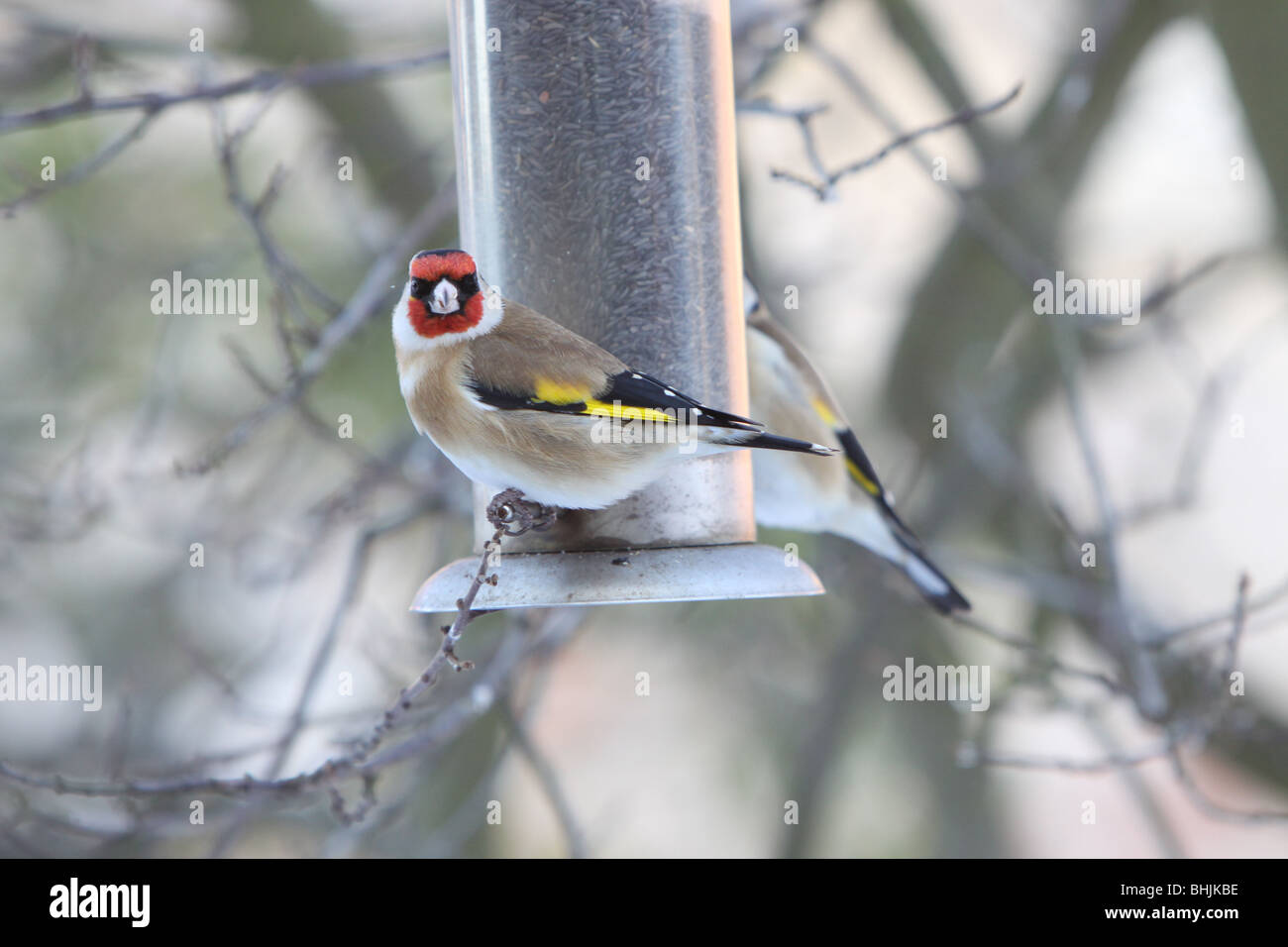 Goldfinches feeding on niger seeds in the snow Stock Photo - Alamy