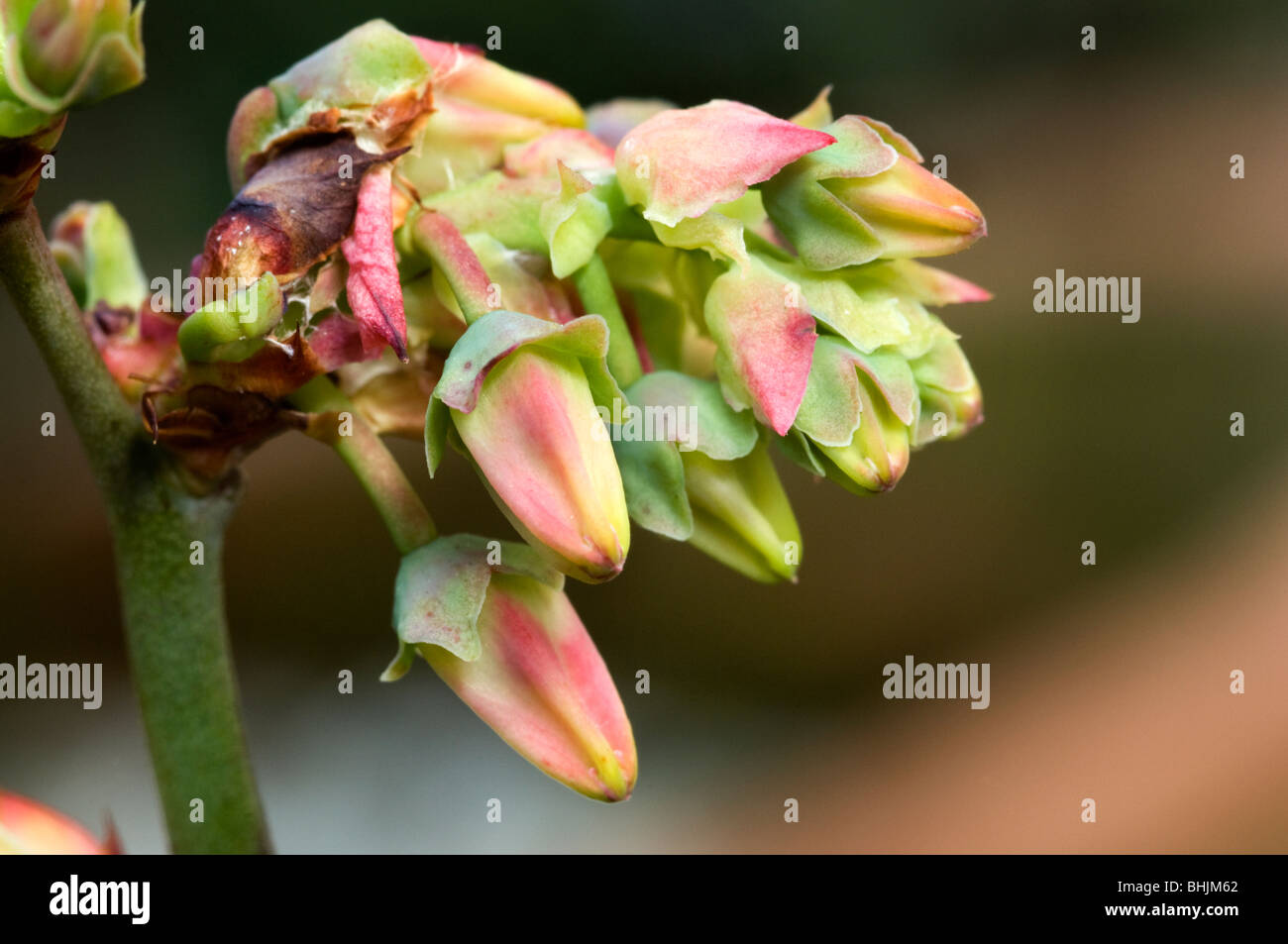 Blueberry flower blossom closeup in domestic garden setting Stock Photo ...