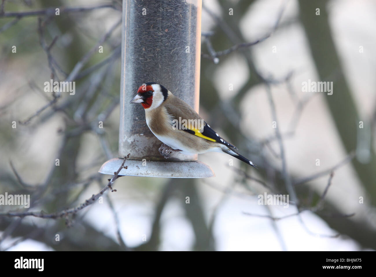 Goldfinches feeding on niger seeds in the snow Stock Photo - Alamy