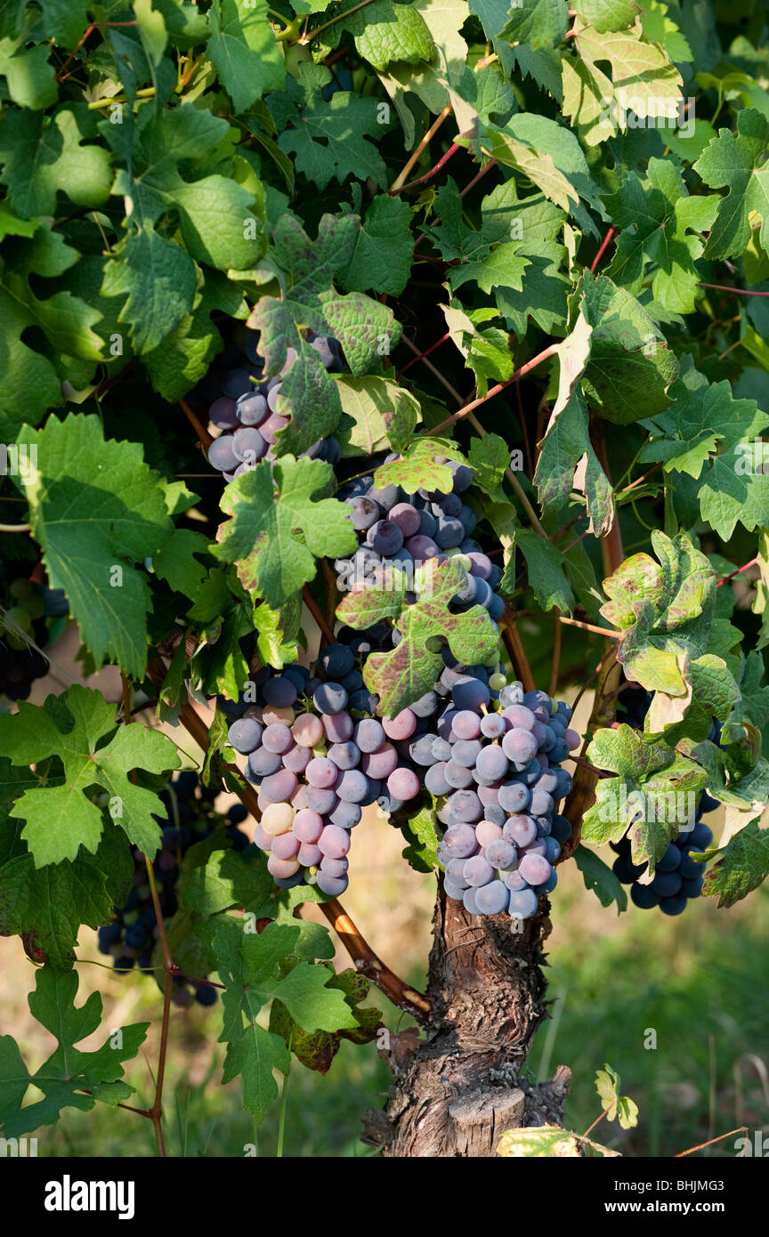 Bunch of red grapes in an Italian Vineyard Stock Photo Alamy