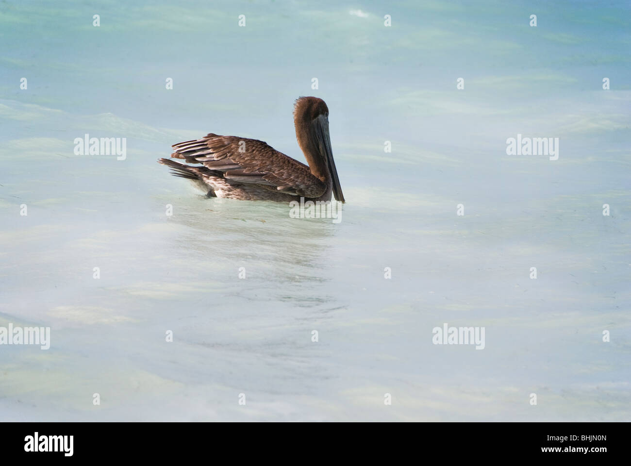 Pelican in water Stock Photo