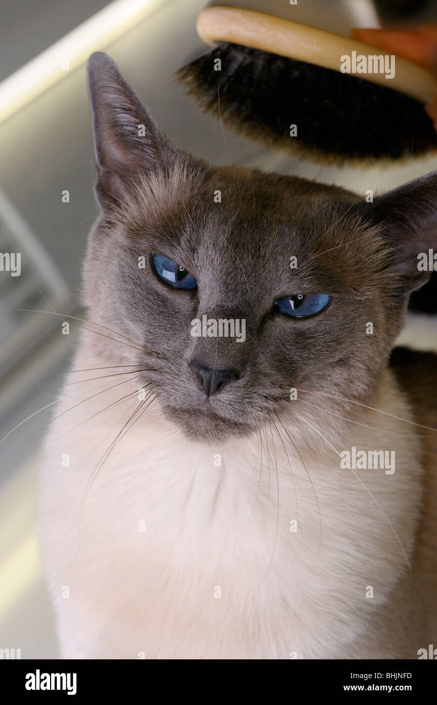 Content Face of a Siamese blue point cat getting her fur brushed in