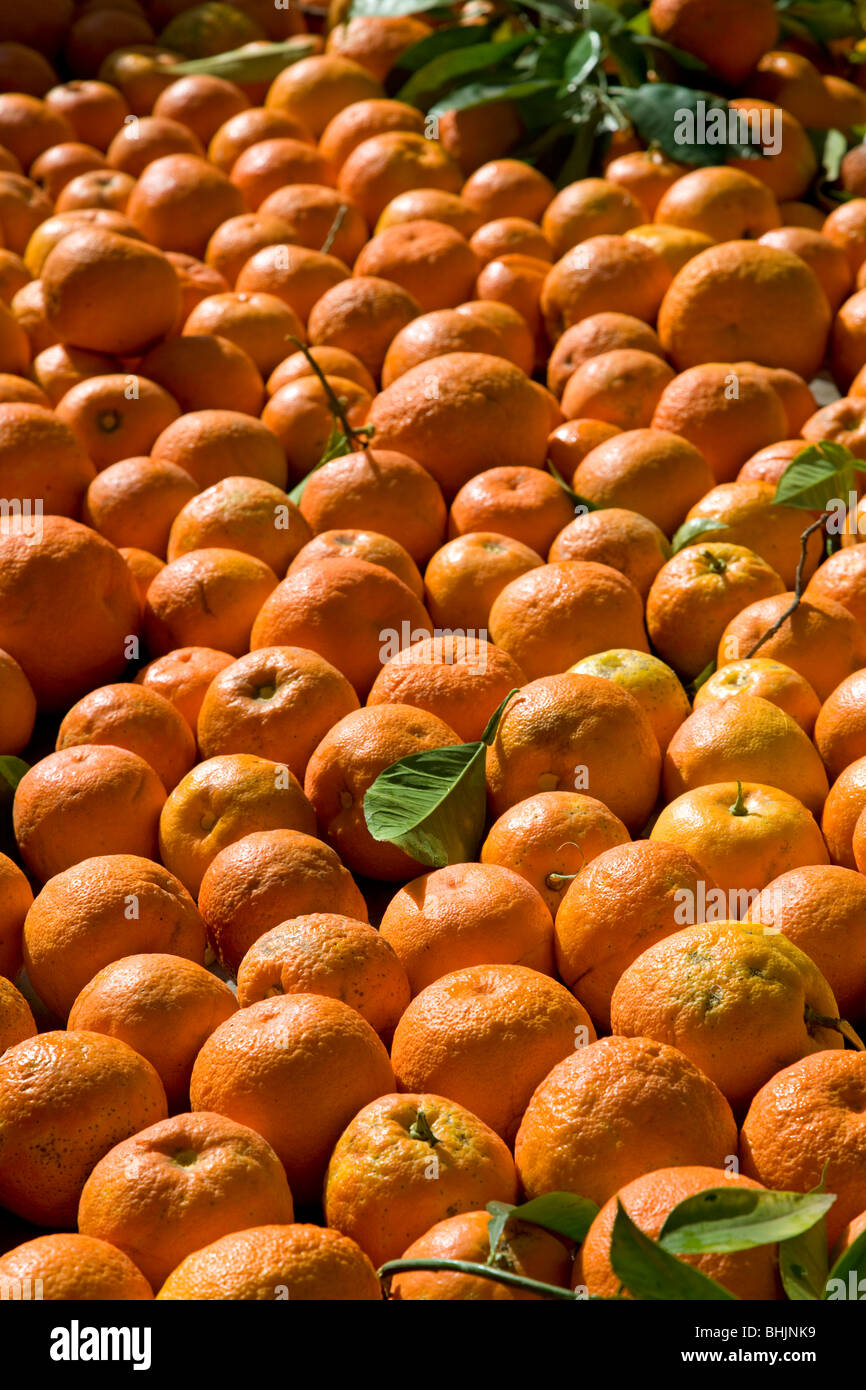Seville Oranges High Resolution Stock Photography and Images Alamy