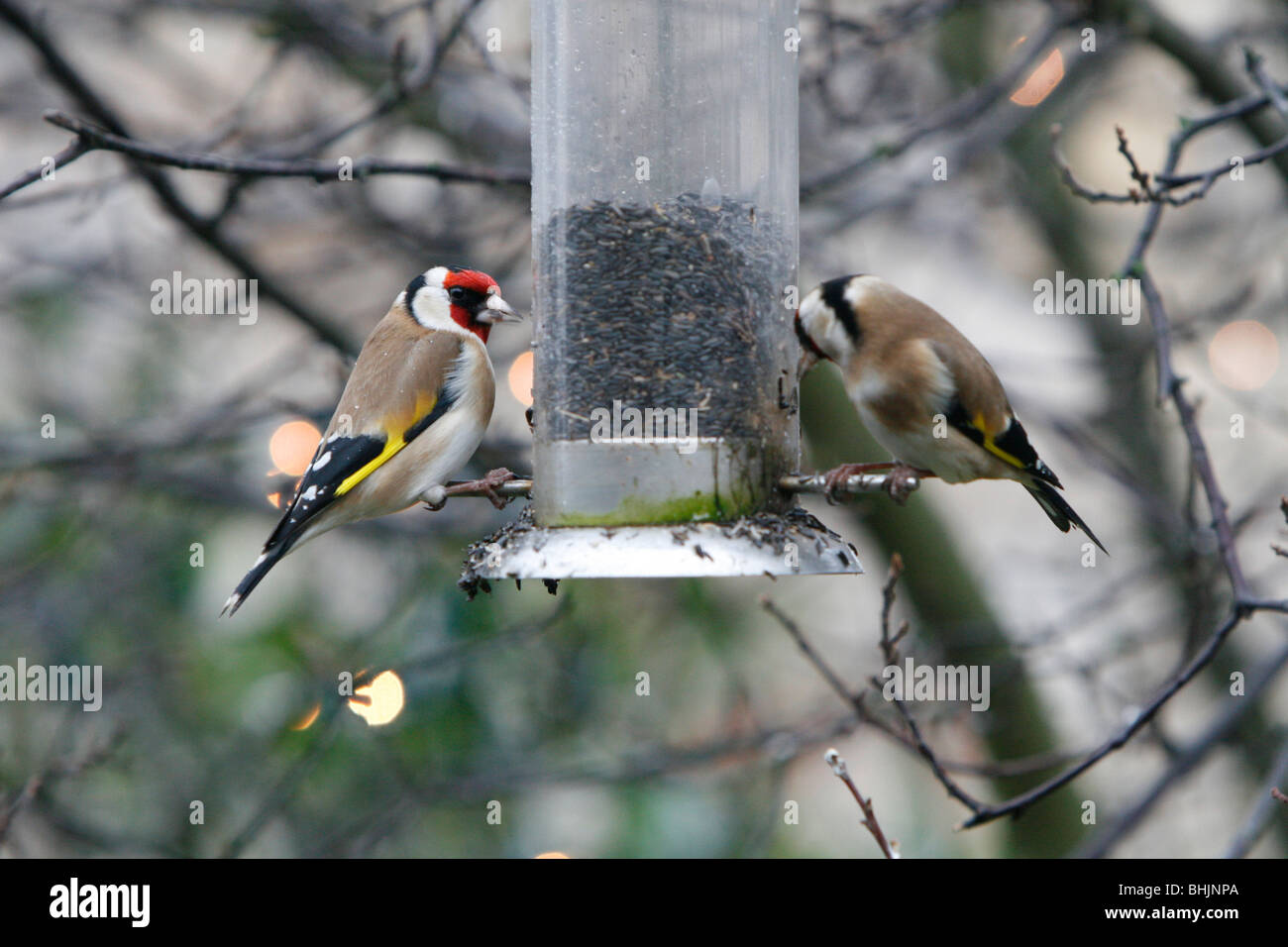 Two goldfinches feeding on niger seeds in a bird feeder Stock Photo - Alamy