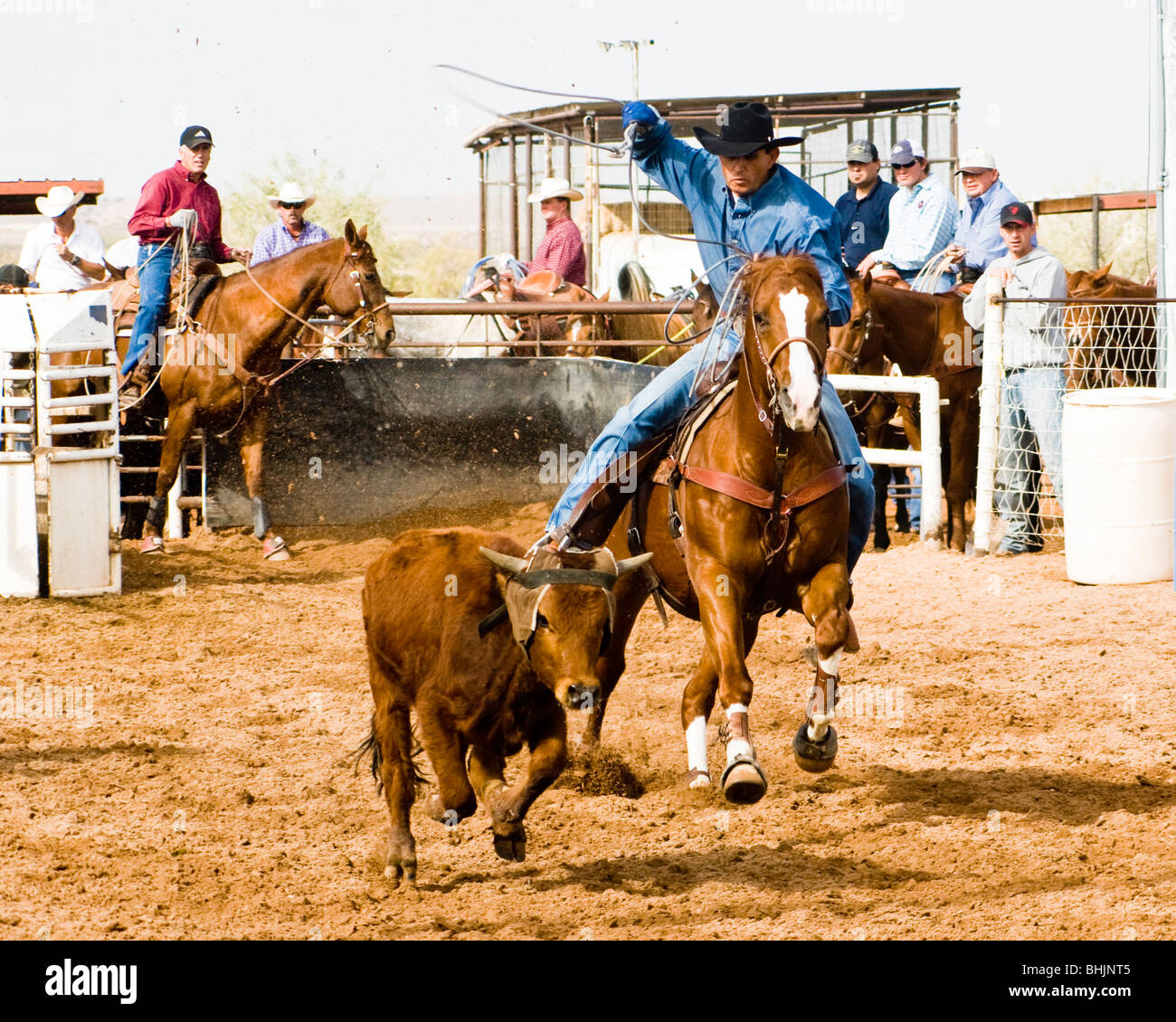 Tie Down Roping High Resolution Stock Photography And Images Alamy
