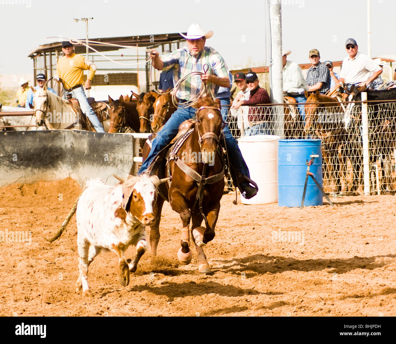 Tie Down Roping High Resolution Stock Photography And Images Alamy