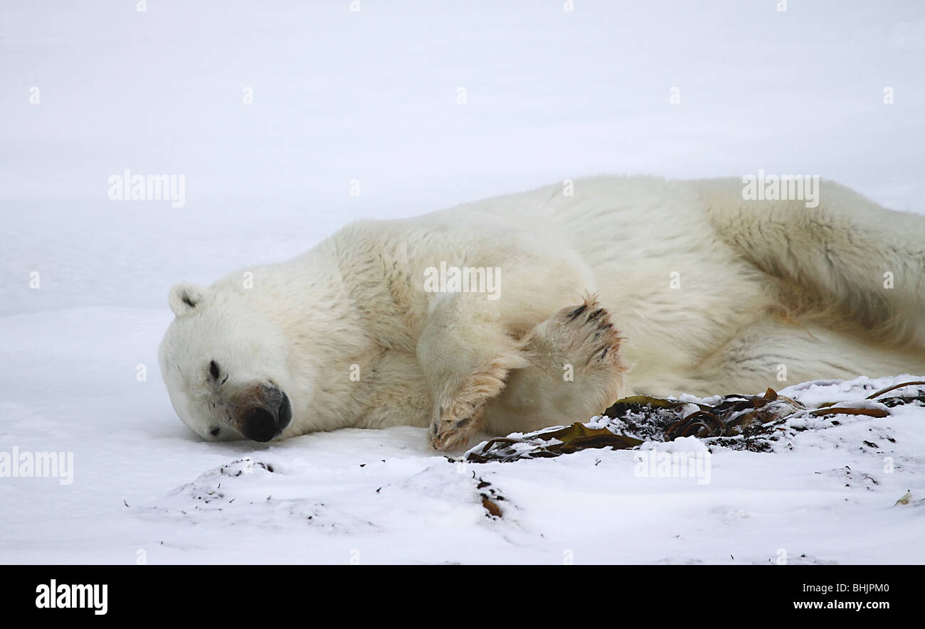 Polar Bears, Male, Grooming Stock Photo