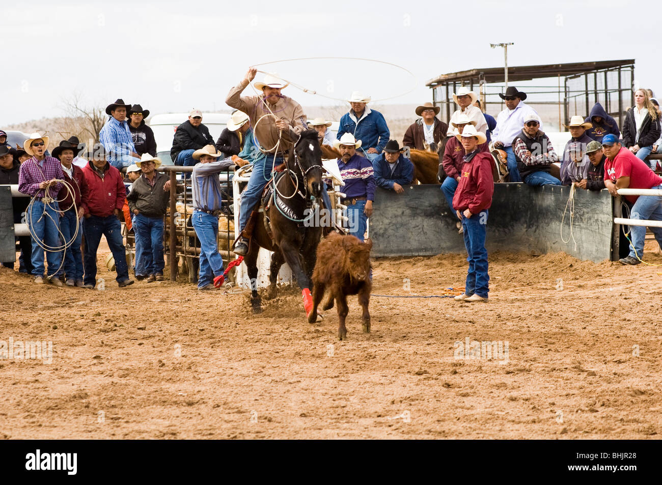 a cowboy competes in the tie-down roping event at a rodeo Stock Photo ...