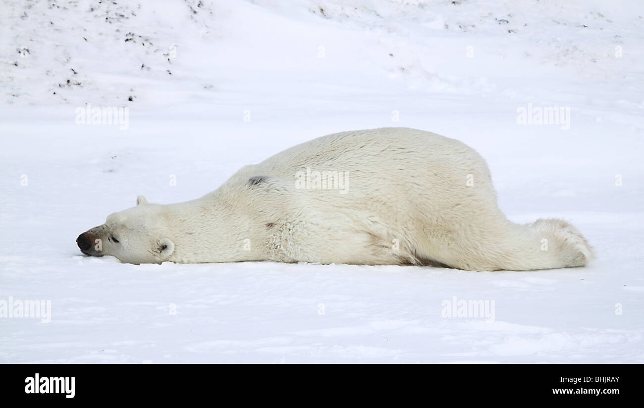 Polar Bears, Male, Grooming Stock Photo