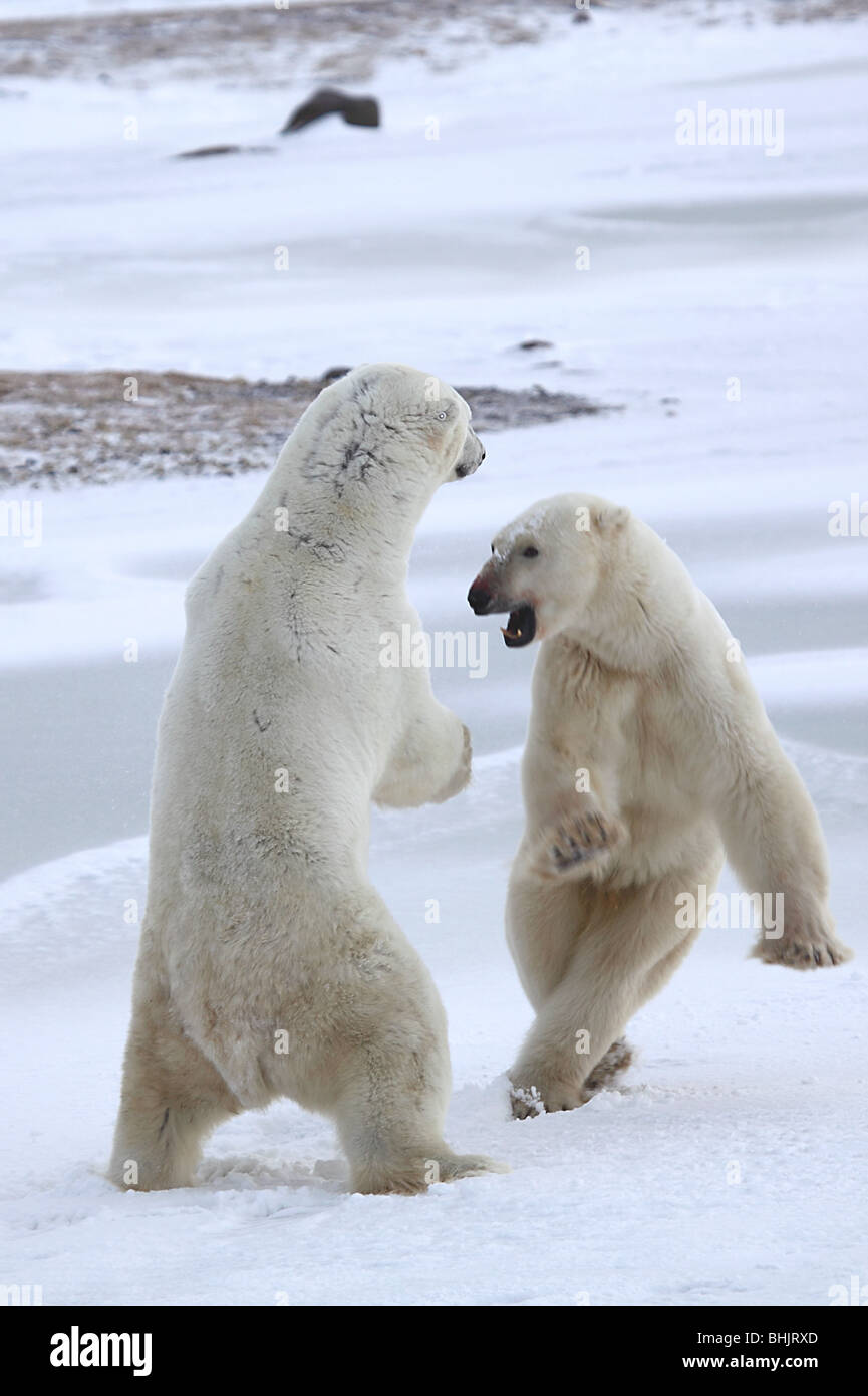 Polar Bears, Males, Sparring Stock Photo