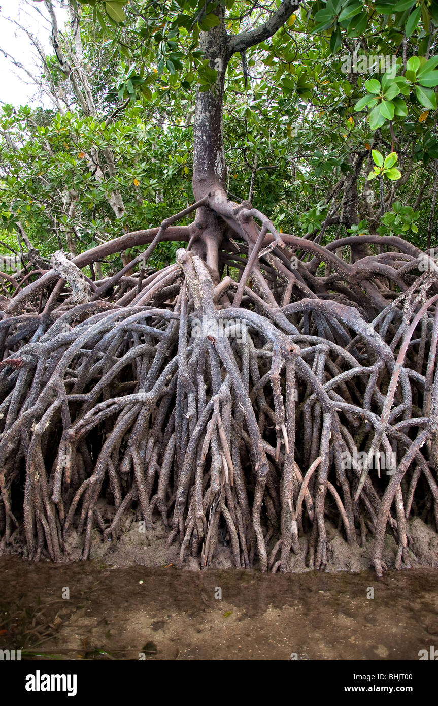 Mangroves, Watamu, Kenya, Africa Stock Photo