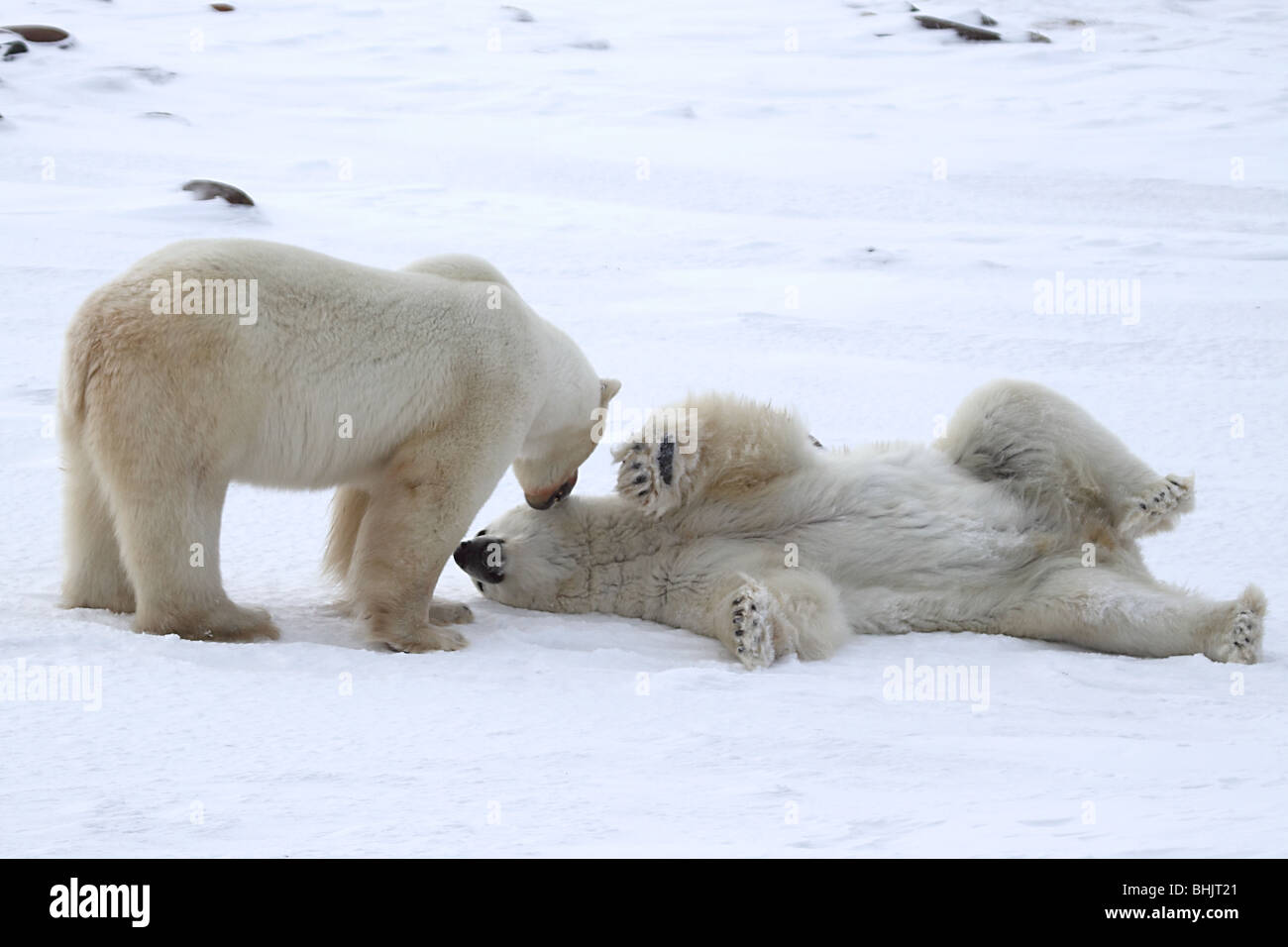 Polar Bears, Males, Sparring Stock Photo