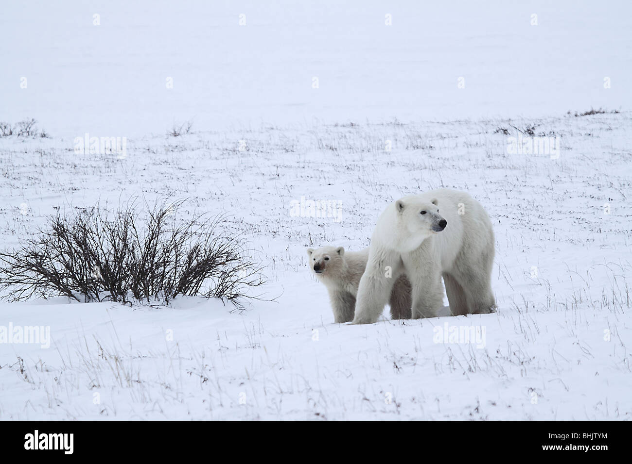 Mother Polar Bear with one 10-11 month old cub on the tundra. Stock Photo