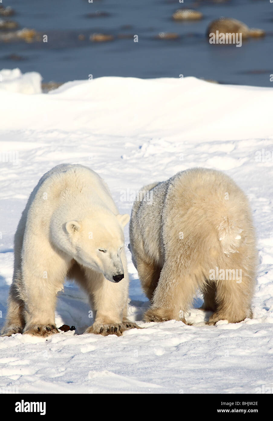 Mother Polar Bear with one 22-23 month old cub on the tundra. Stock Photo