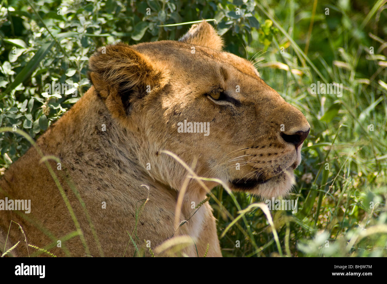 lions-in-east-africa-hi-res-stock-photography-and-images-alamy