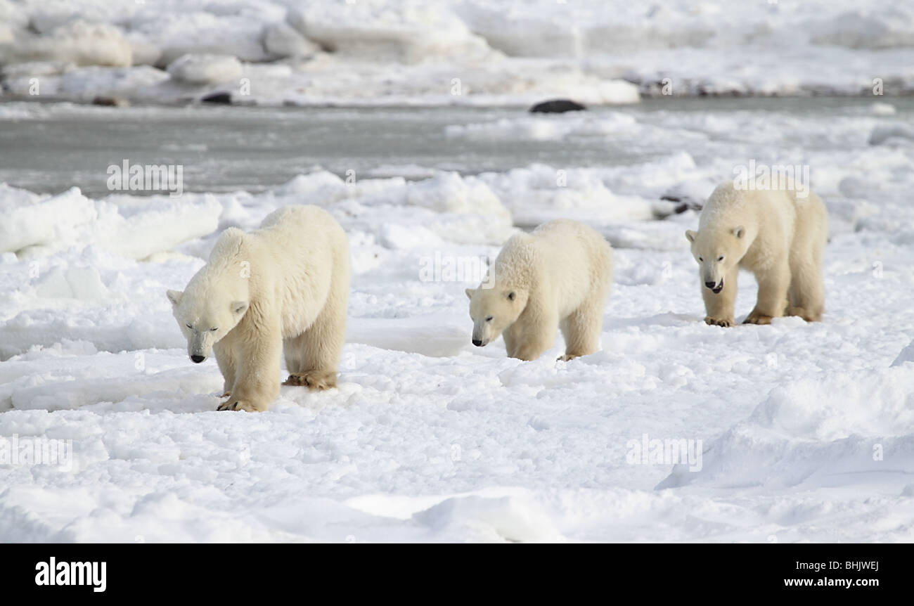 Mother Polar Bear with two22-23 month old cubs on the tundra. Stock Photo