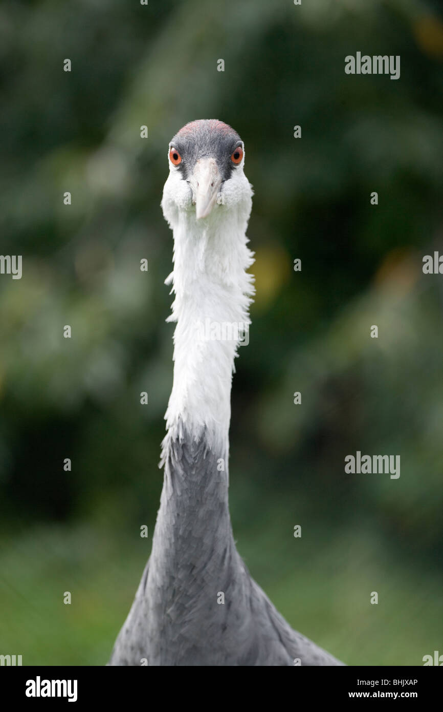 Hooded Crane (Grus monacha). Vulnerable. Threatend Species. East Asian distribution. Showing binocular vision. Stock Photo