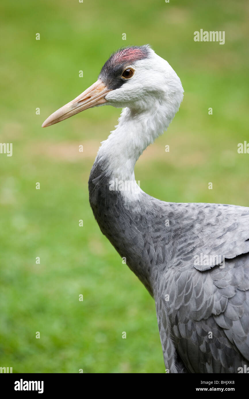 Hooded Crane (Grus monacha). Portrait. Profile. Close up Stock Photo ...