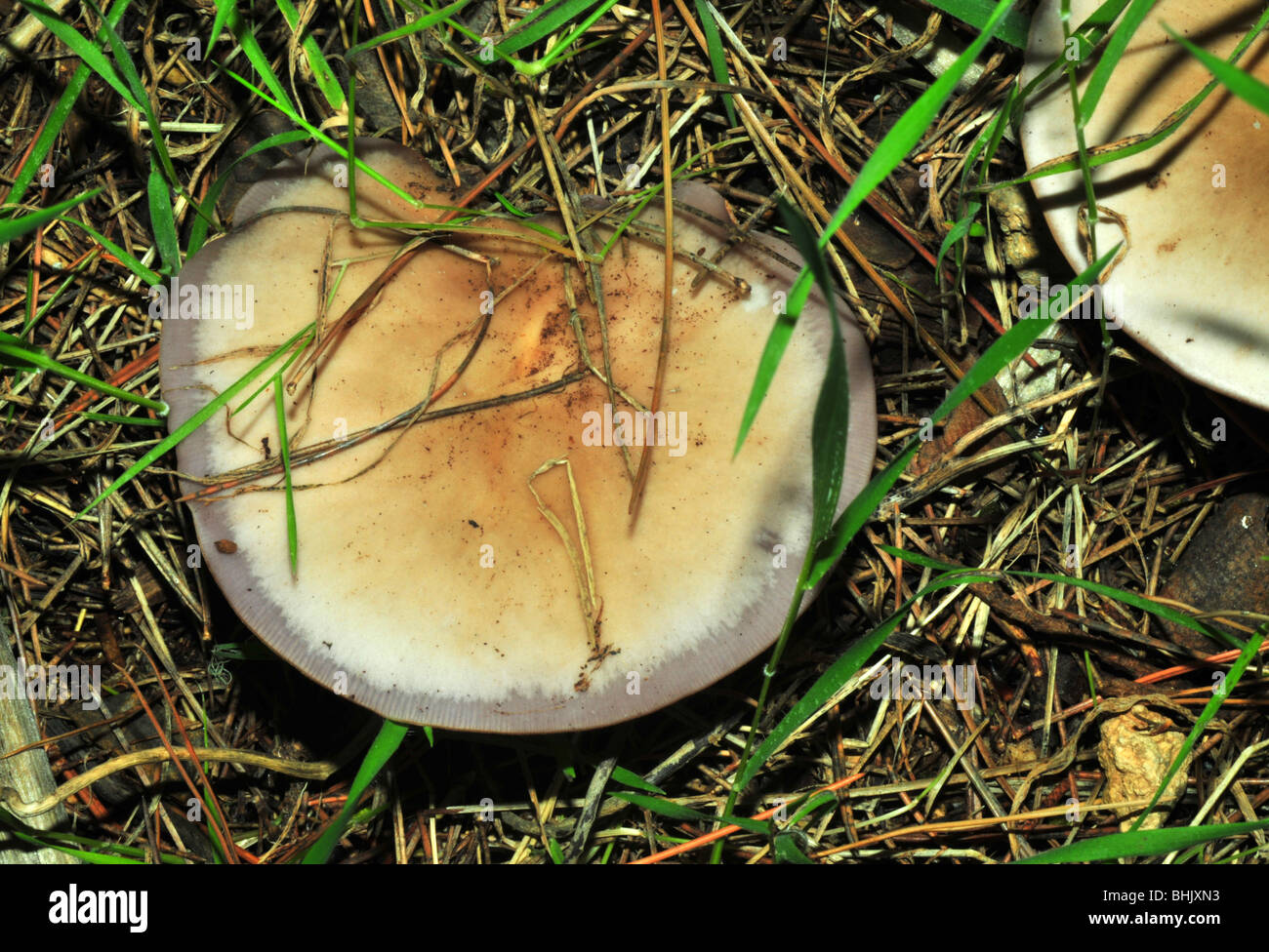Lepista nuda mushroom Stock Photo