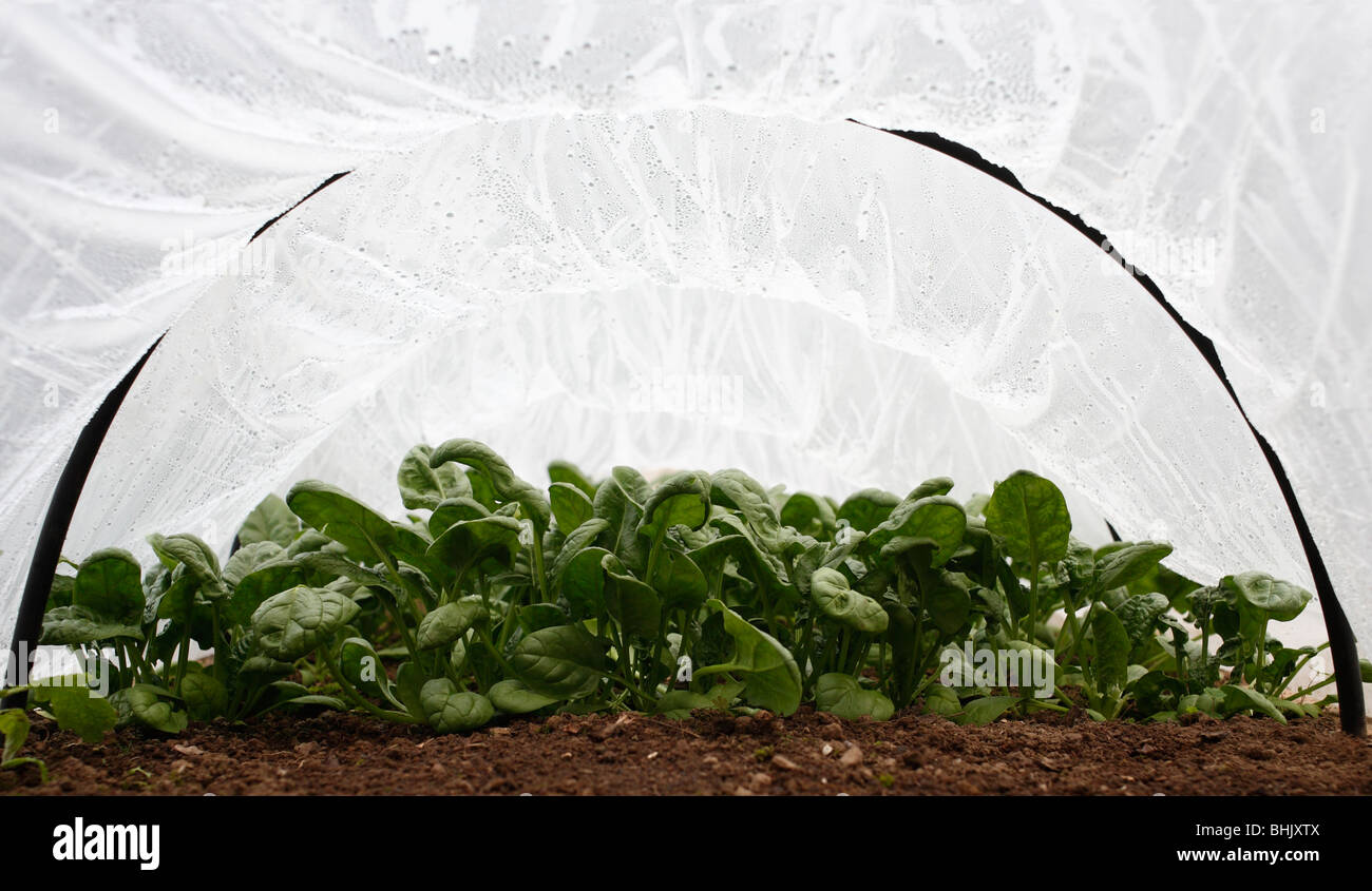 Spinach growing under plastic cloche Stock Photo Alamy