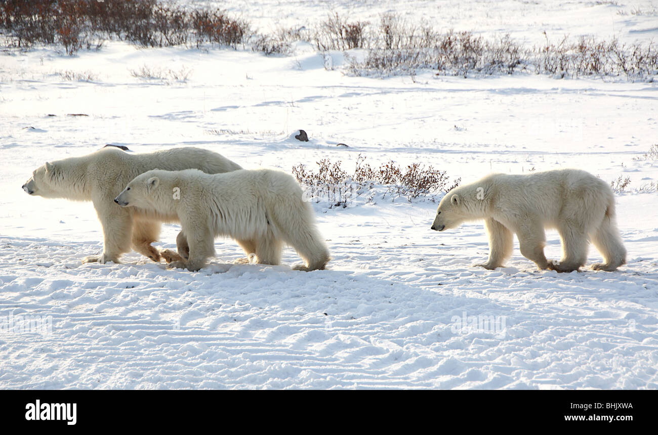 Mother Polar Bear with two22-23 month old cubs on the tundra. Stock Photo