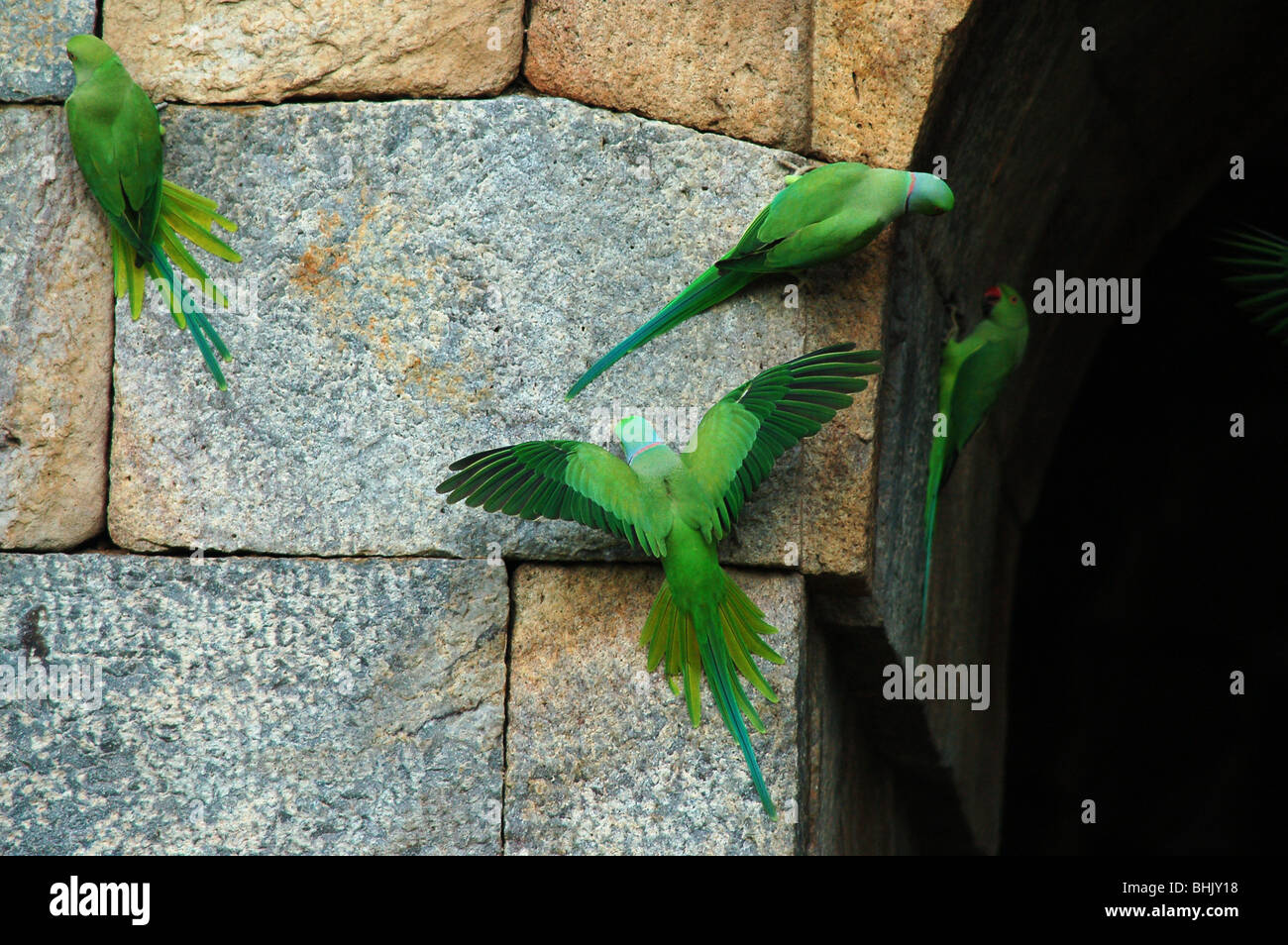 indian ringneck for sale qld