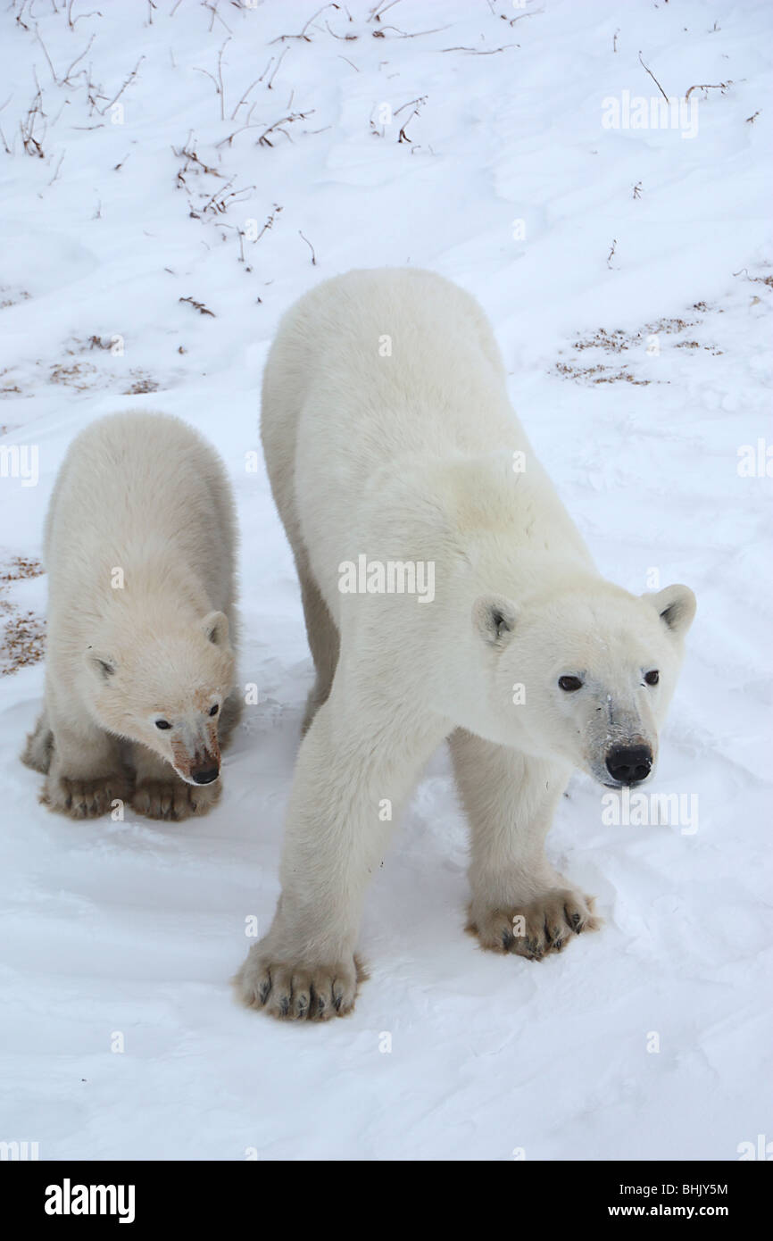 Mother Polar Bear with one 10-11 month old cub on the tundra. Stock Photo