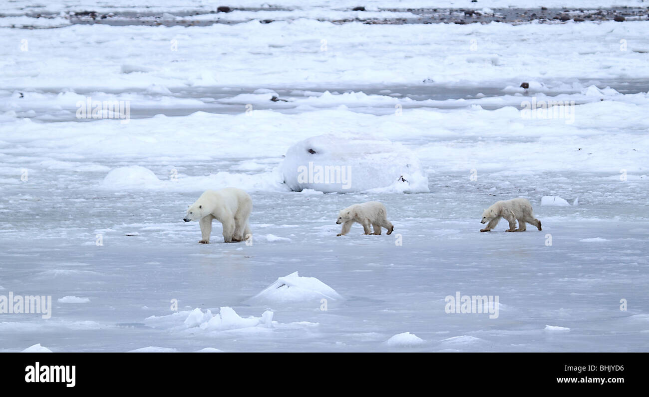 Mother Polar Bear with two 10-11 month old cubs on the tundra. Stock Photo