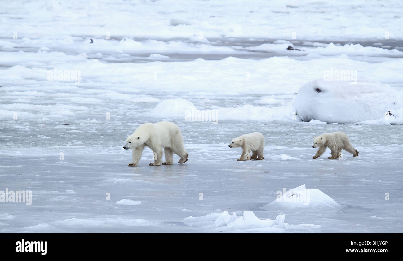 Mother Polar Bear with two 10-11 month old cubs on the tundra. Stock Photo