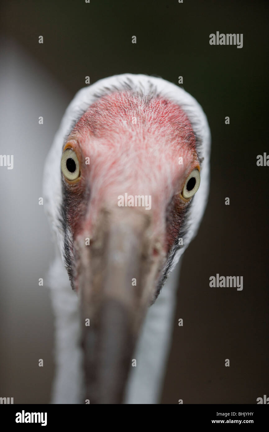 Siberian or Great White Crane (Leucogeranus leucogeranus). Showing ...