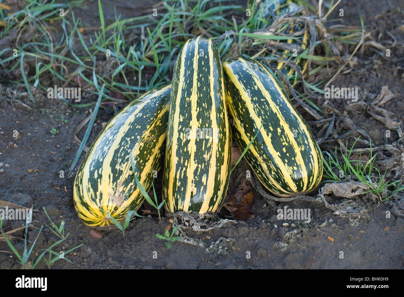 Marrows Vegetable crop. Cucurbitaceae. Cucurbita pepo. Growing as a field crop. Awaiting harvest. Norfolk. Stock Photo