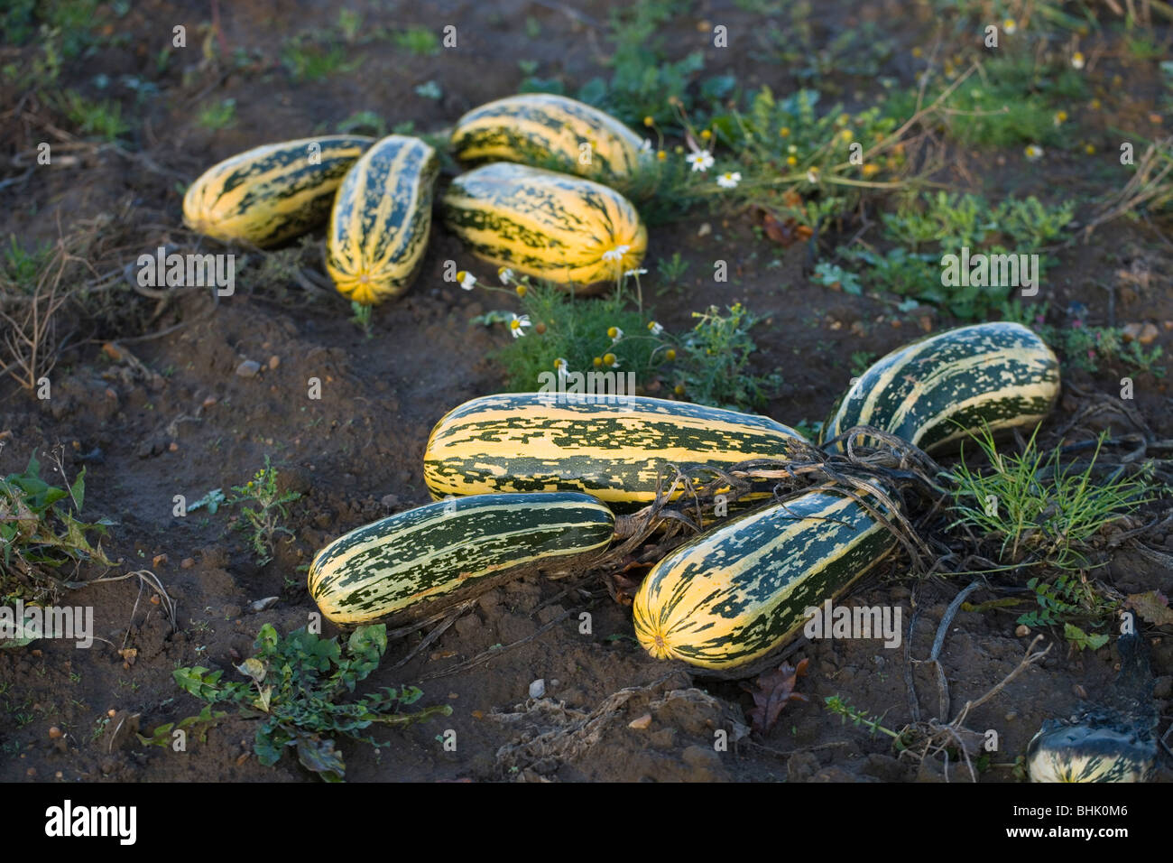 Marrows Vegetable crop. Cucurbitaceae. Cucurbita pepo. Growing as a field crop. Awaiting harvest. Norfolk. Stock Photo