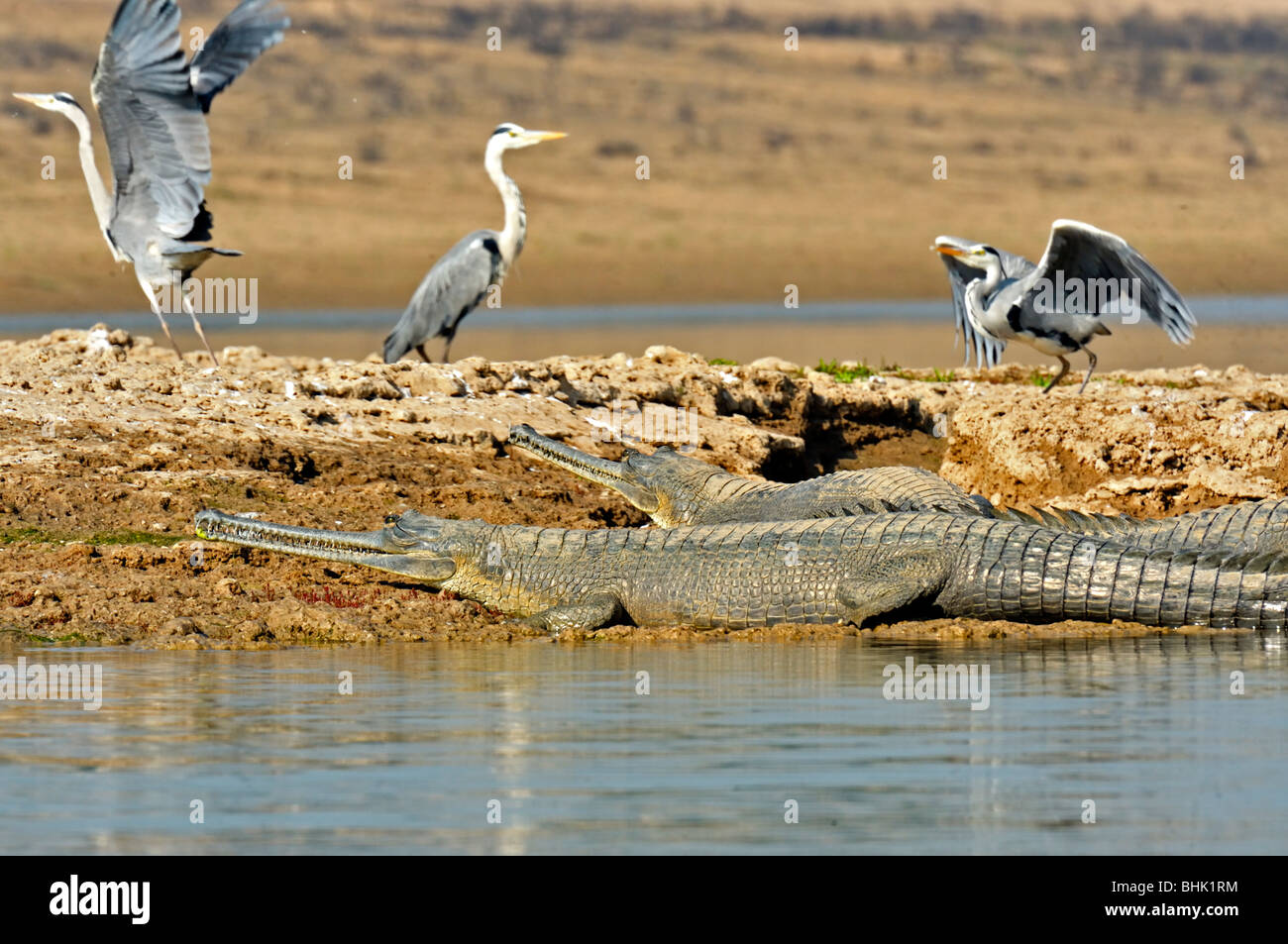 Gharial or Gavial (Gavialis gangeticus) basking in the sun in Chambal river with a Grey Heron in the background Stock Photo