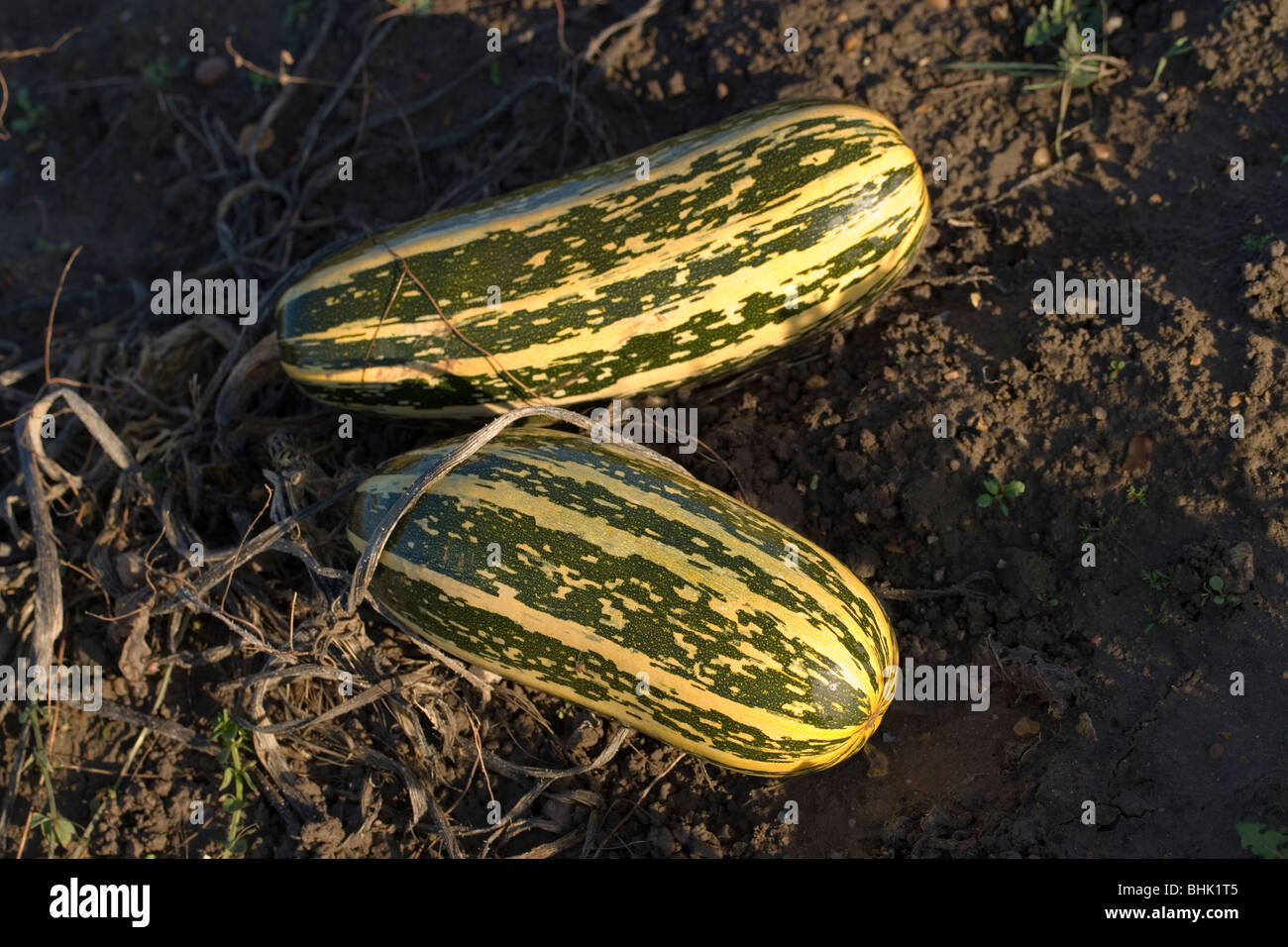 Marrows growing in a field awaiting harvesting. Norfolk. Stock Photo