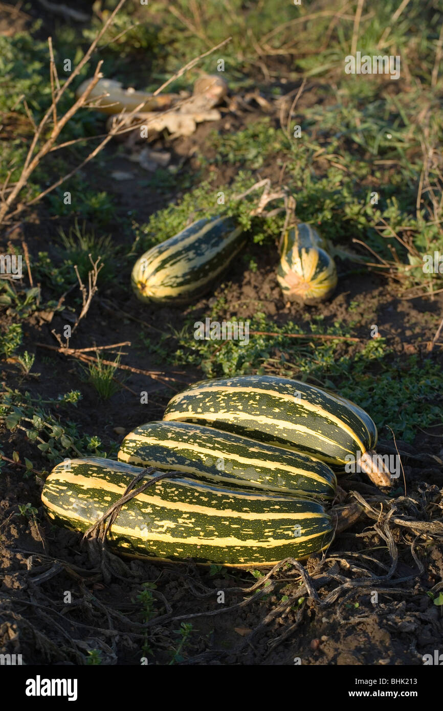 Marrows growing in a field awaiting harvesting. Stock Photo