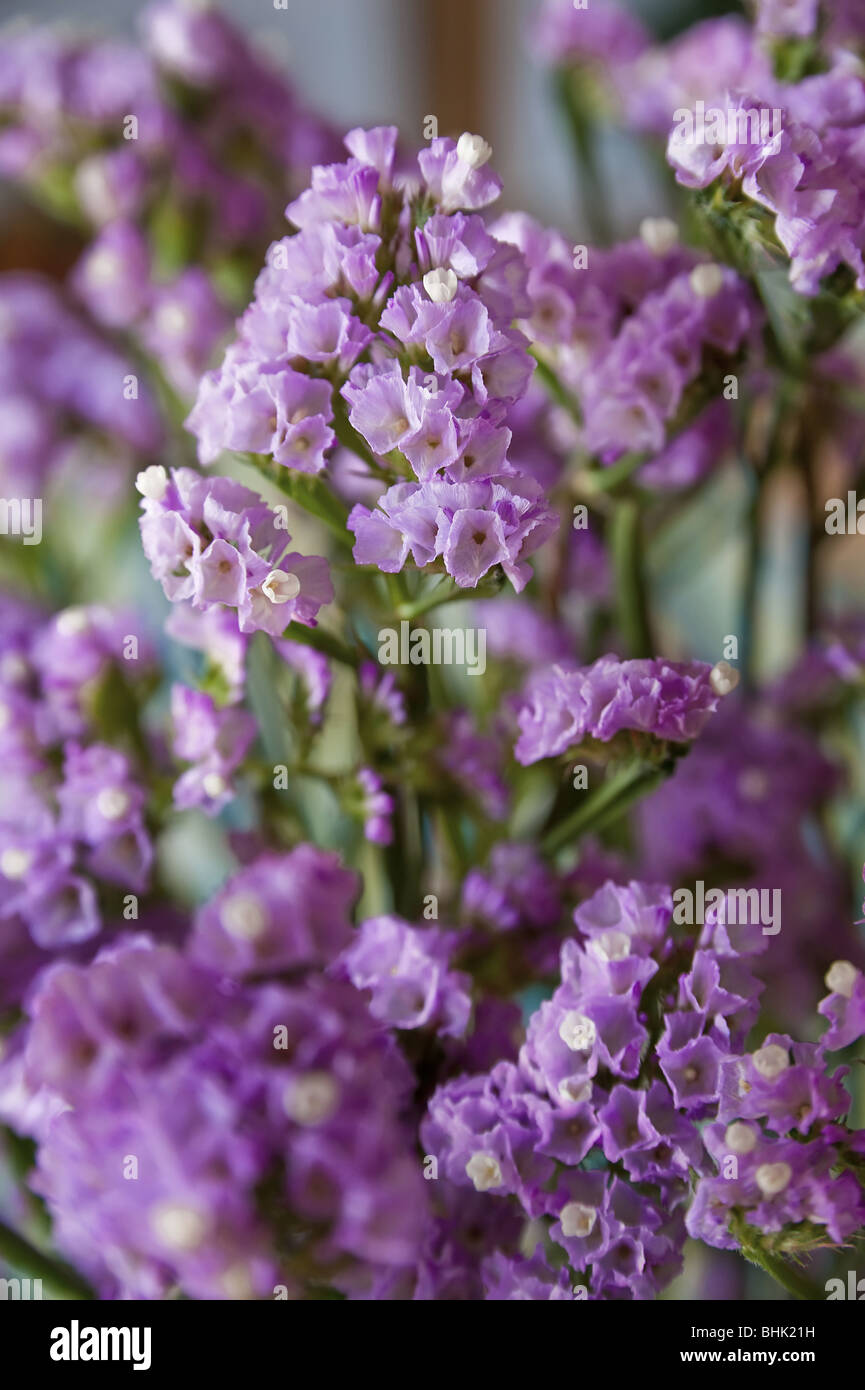 Close up of an purple flower Stock Photo - Alamy