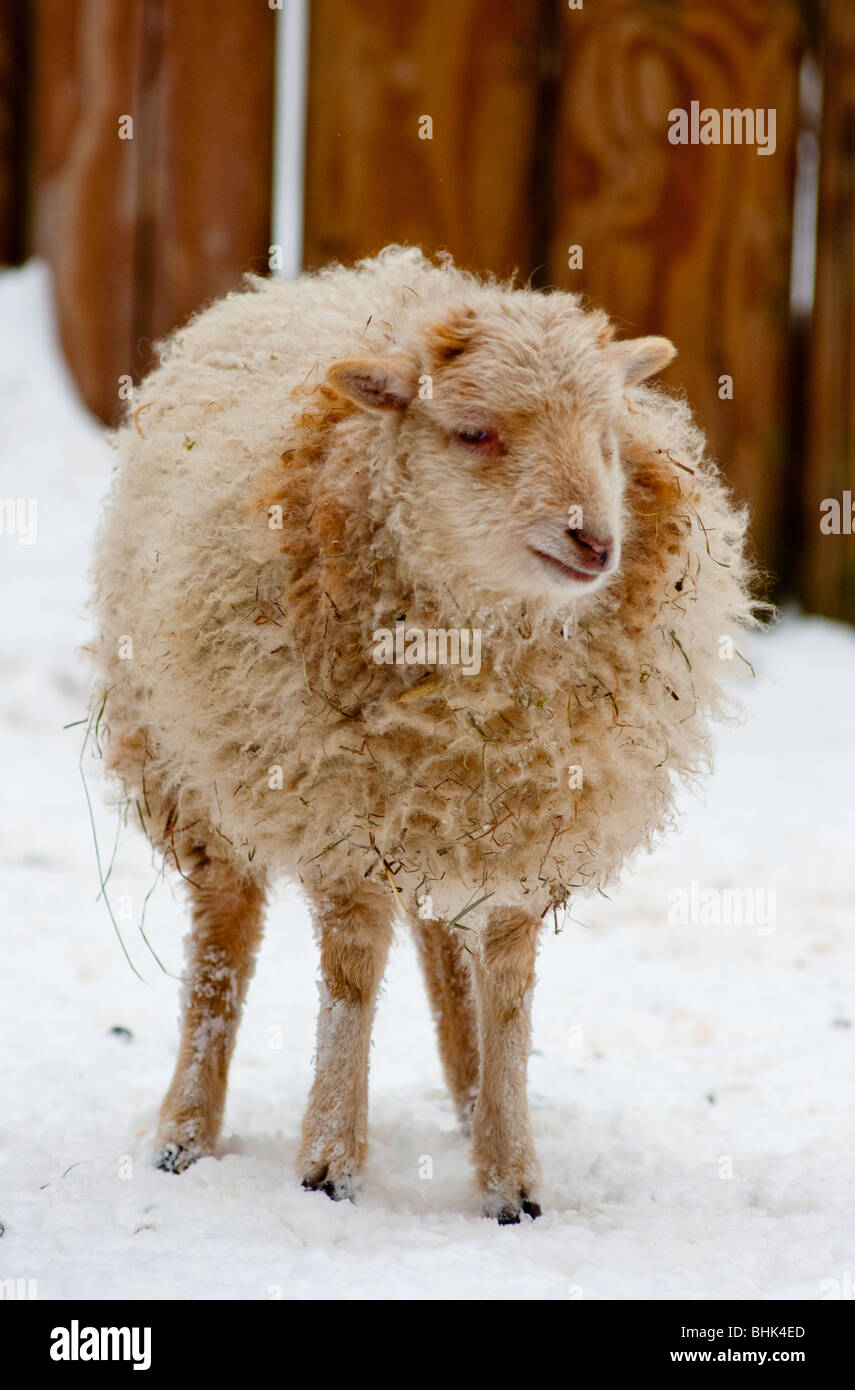 Cute lamb Stock Photo Alamy