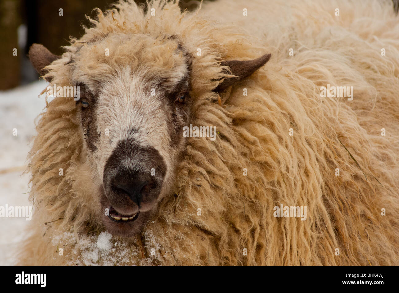 Big woolly sheep closeup Stock Photo